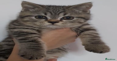 British Shorthair cats - Advert 4