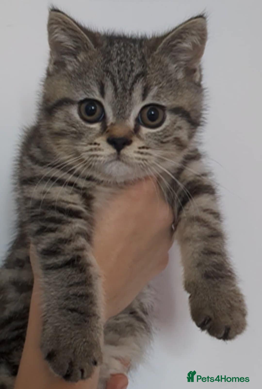 British Shorthair cats for sale:  Ready now. British shorthair kittens  - Image 3