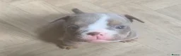 English Bulldog dogs for sale: Beautiful Baby Girl - Advert 1