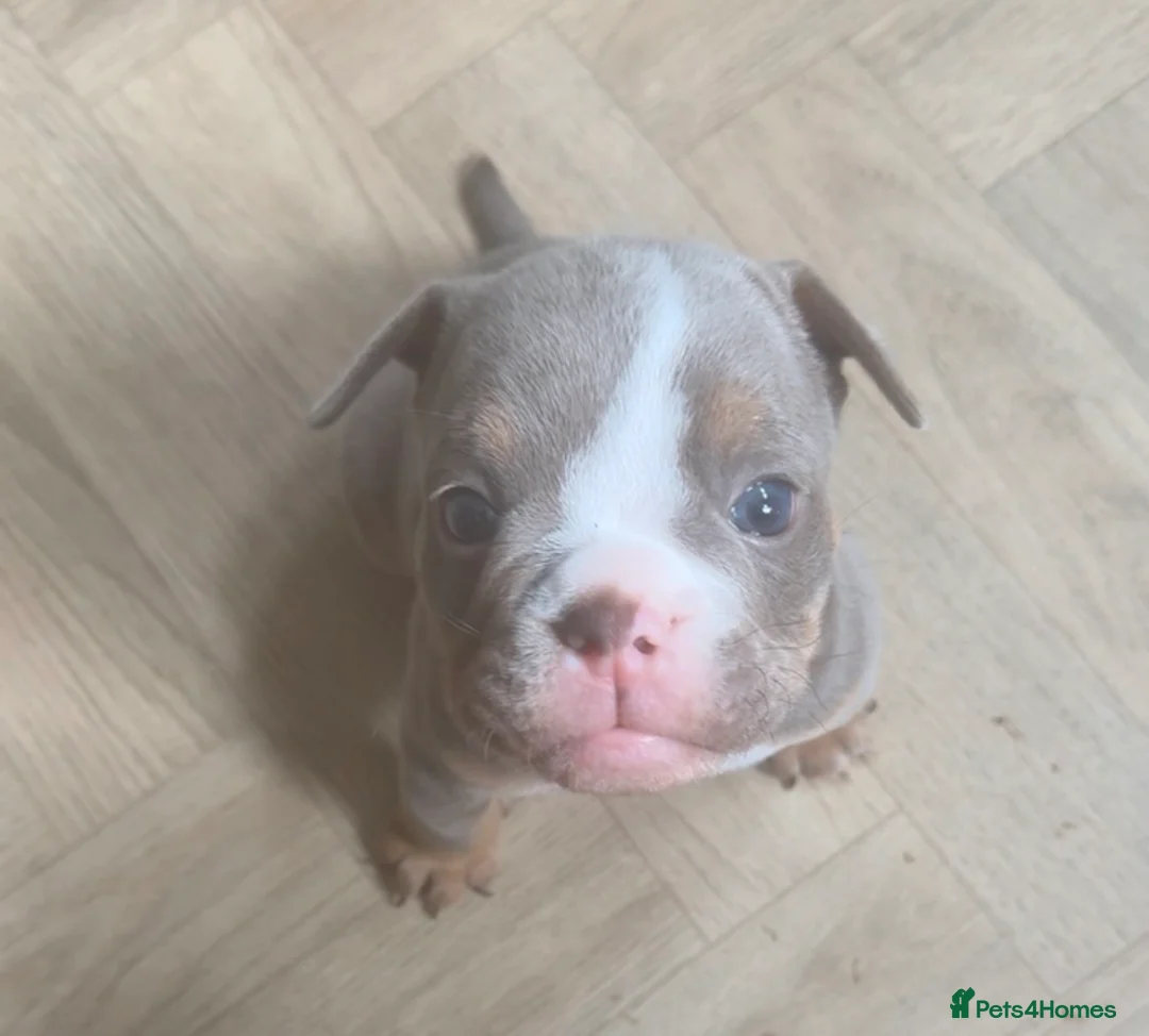 English Bulldog dogs for sale: Beautiful Baby Girl - Advert 1