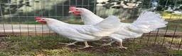 Chickens poultry for sale: POL Hens For Sale - Advert 2