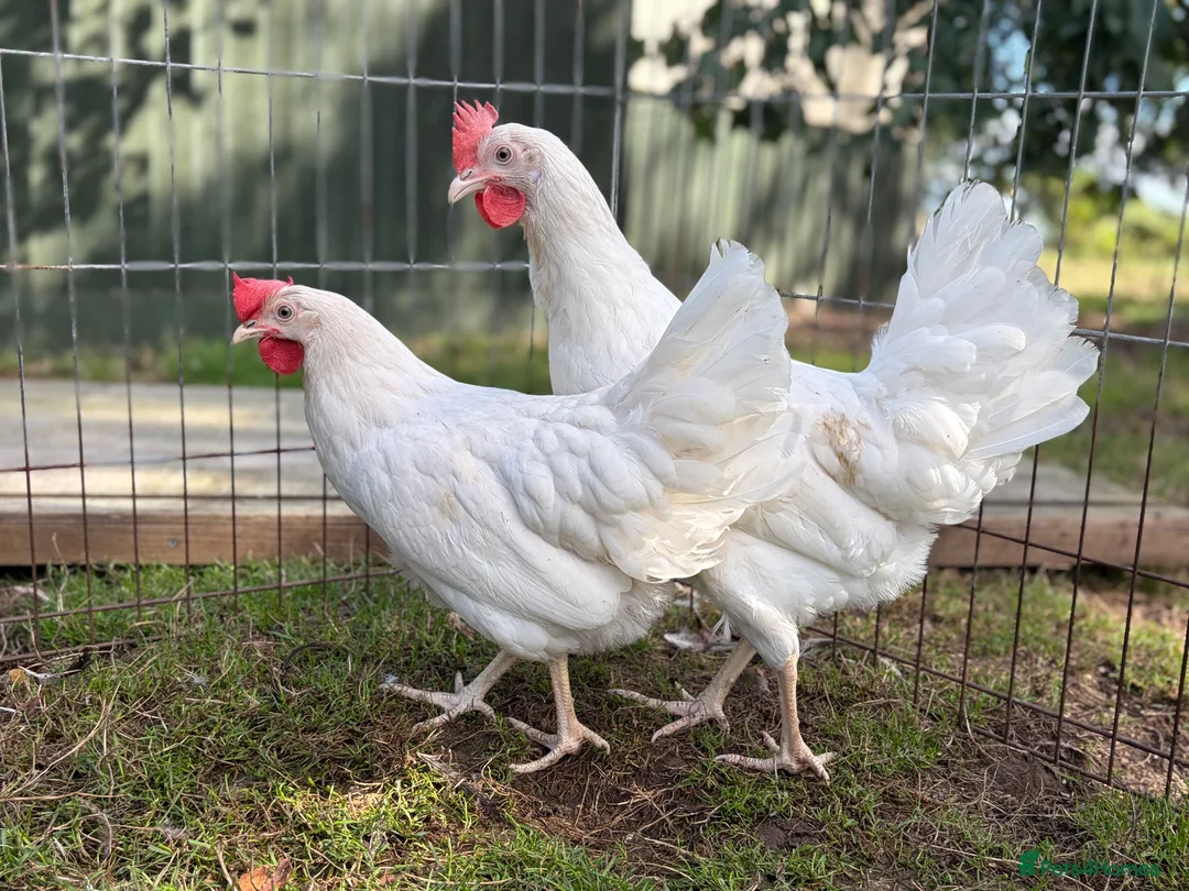 Chickens poultry for sale: POL Hens For Sale - Advert 2