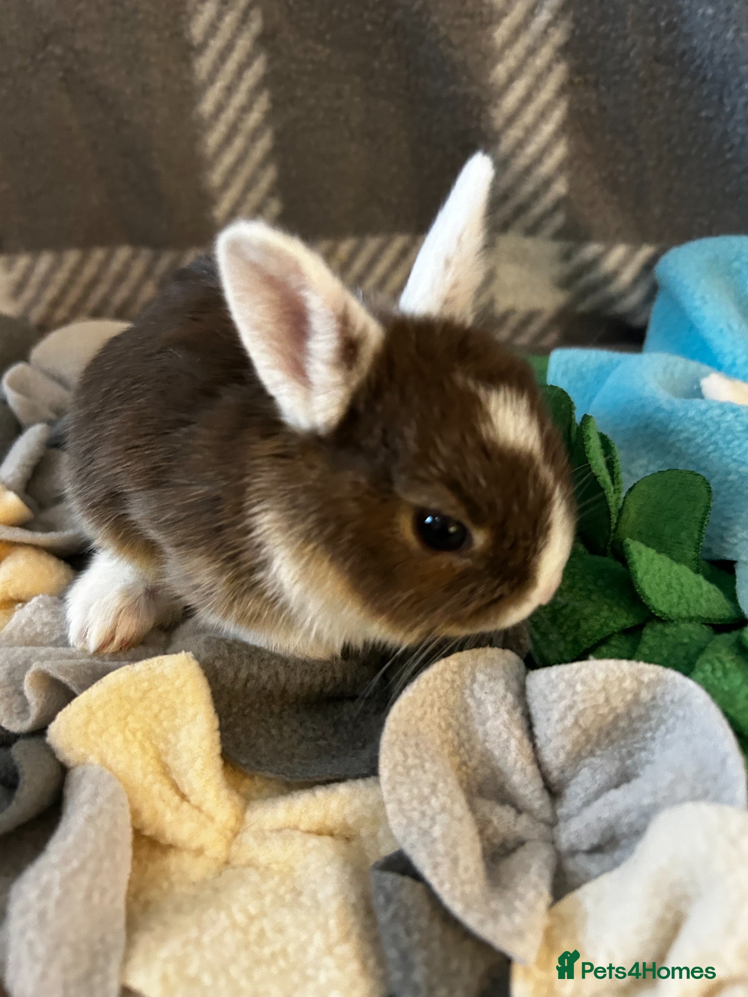 Mixed Breed rabbits for sale: Adorable baby rabbits ready for sale now - Advert 10