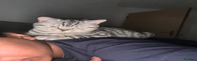 Pepper