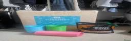 Hamster rodents for sale: Full Hamster Setup + Syrian Hamster Included - Advert 7