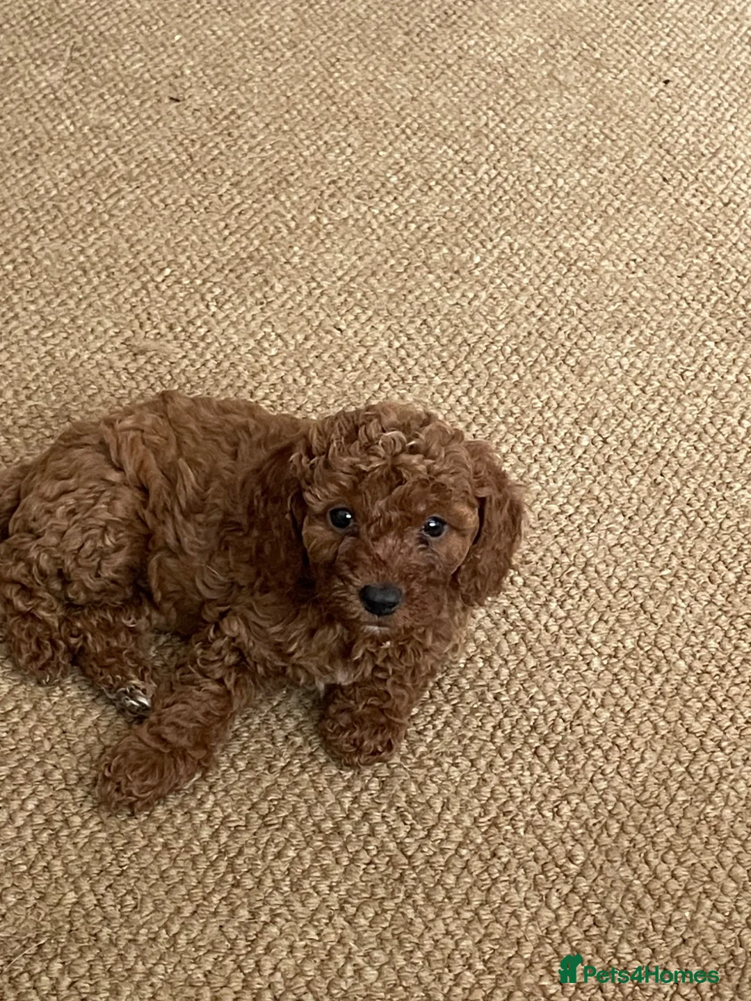 Cockapoo dogs for sale: Beautiful cockapoos  - Advert 5