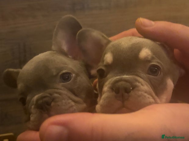 French Bulldog dogs READY FROM THIS WEEKEND! - Isabella’s & Lilacs - Advert 1