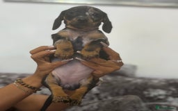 Miniature Dachshund dogs for sale: 7 stunning miniature dachshund puppies - Image 25