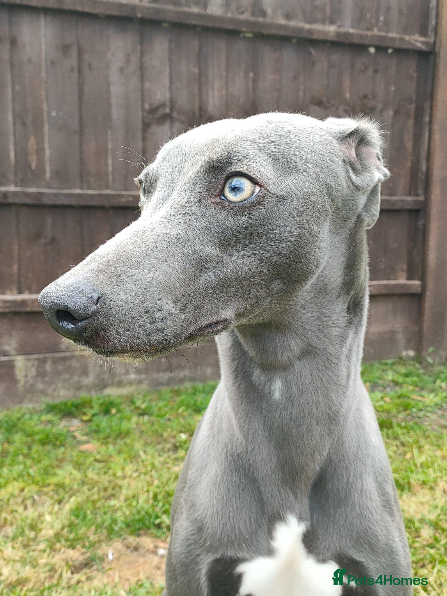 Whippet dogs KC Registered Whippet Dog, 20 months old - Advert 1