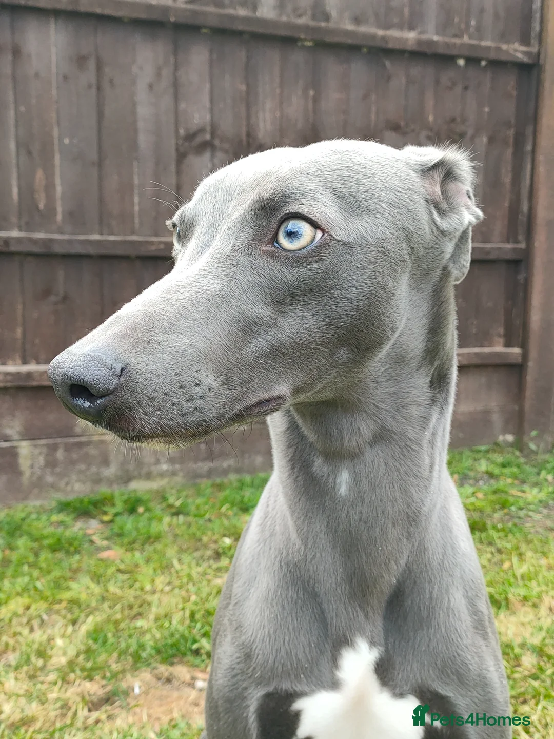 Whippet dogs for sale: KC Registered Whippet Dog, 20 months old in Swadlincote - Advert 1