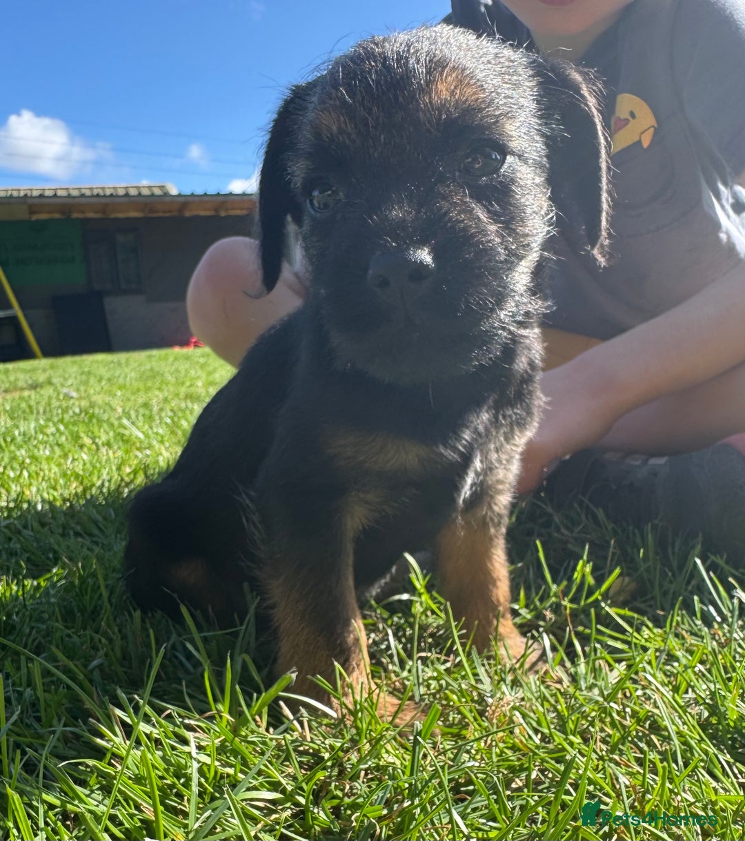 Border Terrier dogs for sale: Border terrier puppies for sale - Image 5