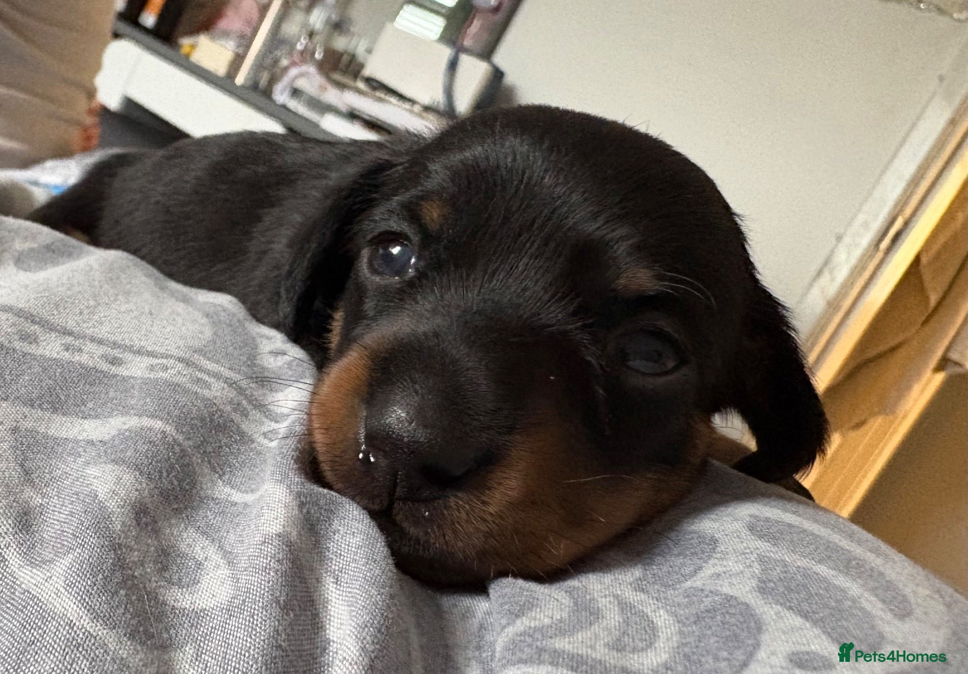 Dachshund dogs Mini dauchound  - Advert 8