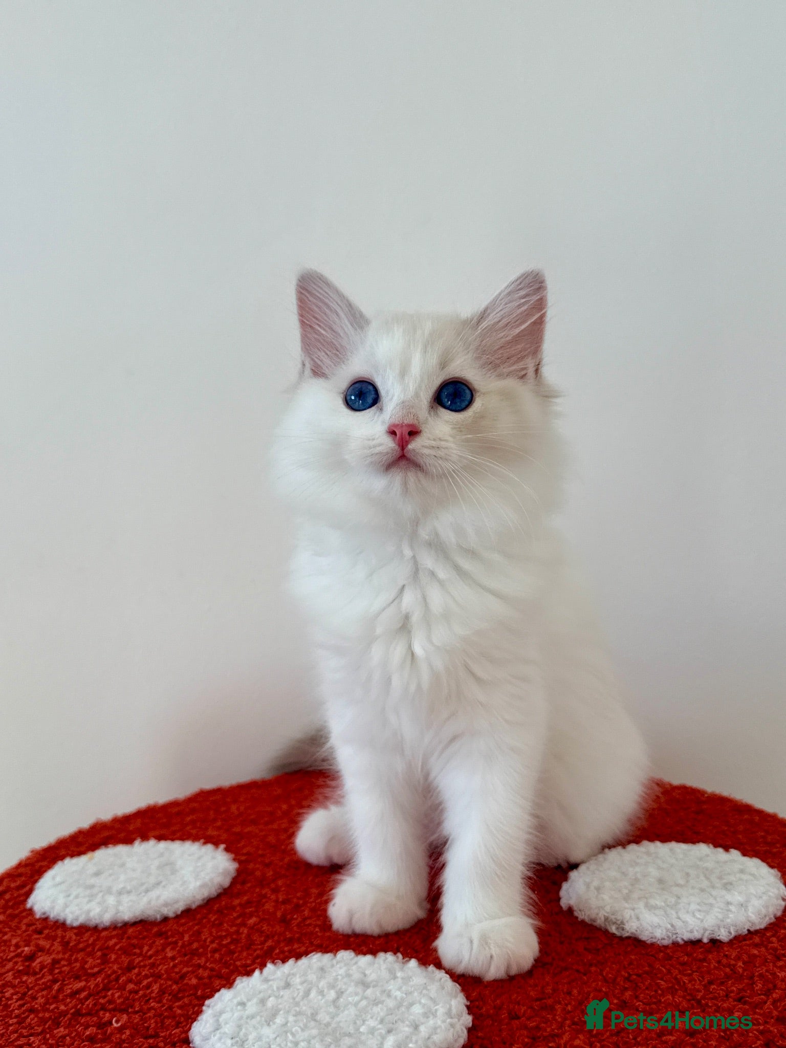 Ragdoll cats ✨ Exceptional Ragdoll Kittens Ready to Reserve ✨ - Advert 1