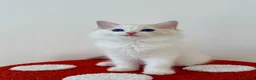 Ragdoll cats for sale: ✨ Exceptional Ragdoll Kittens Ready to leave ✨ - Advert 1