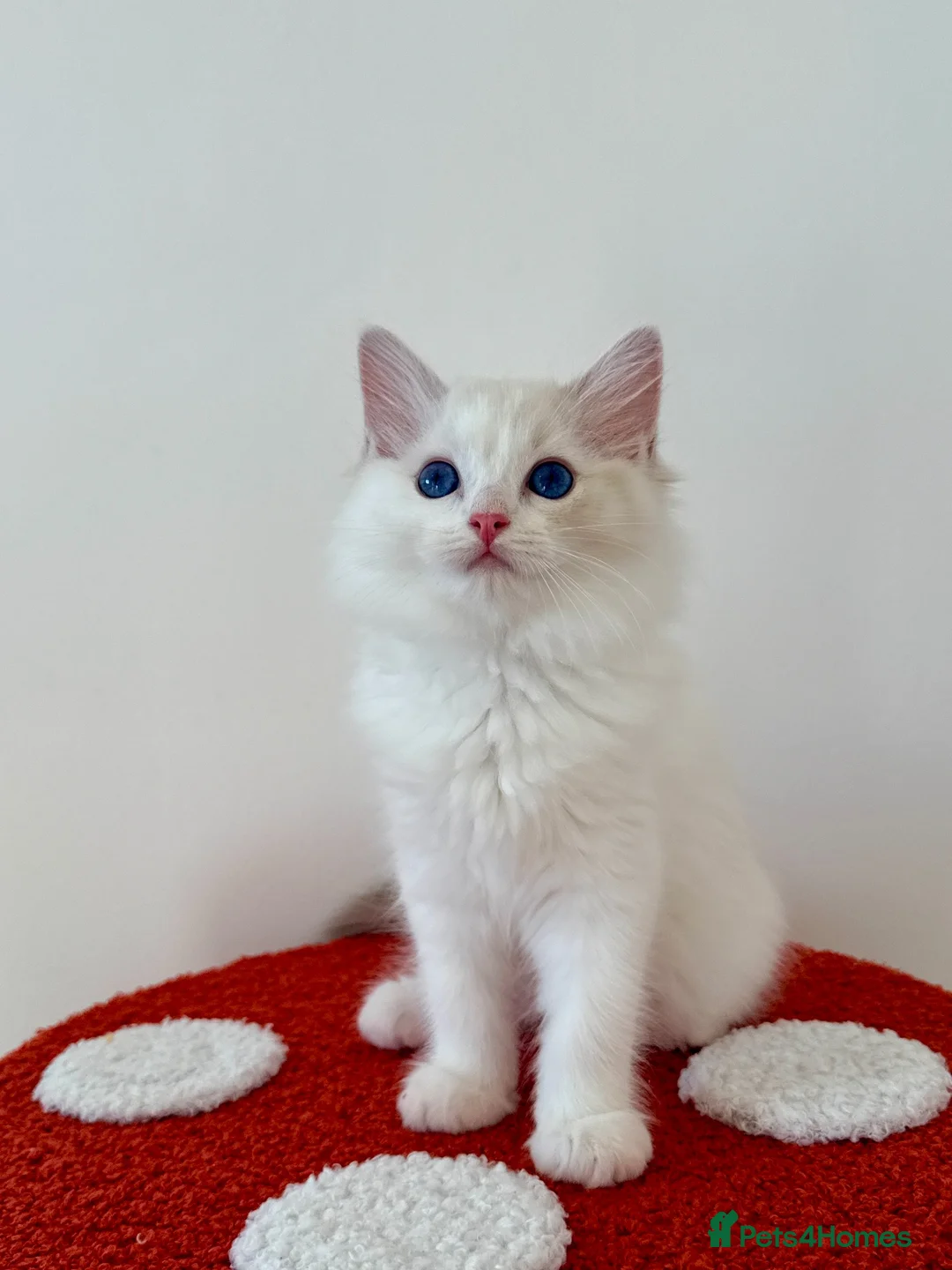Ragdoll cats for sale: ✨ Exceptional Ragdoll Kittens Ready to leave ✨ - Advert 1