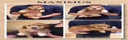 Cockapoo dogs for sale: ✨NOW READY 2 LEFT Golden Cockapoo Puppies✨ - Advert 9