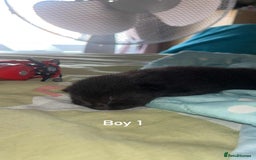 British Shorthair cats for sale: Short haired kittens - Image 7