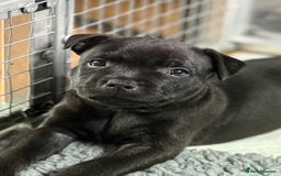 Staffordshire Bull Terrier dogs for sale: Paws Above The Rest  - Image 18