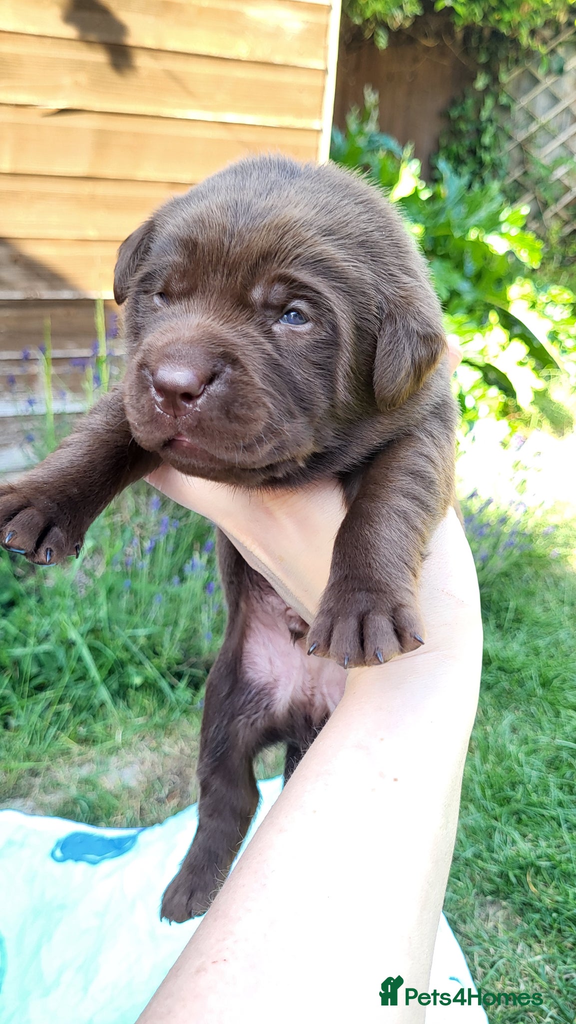 Labrador Retriever dogs for sale: Pedigree Labrador puppies - healthy and smart - Advert 1