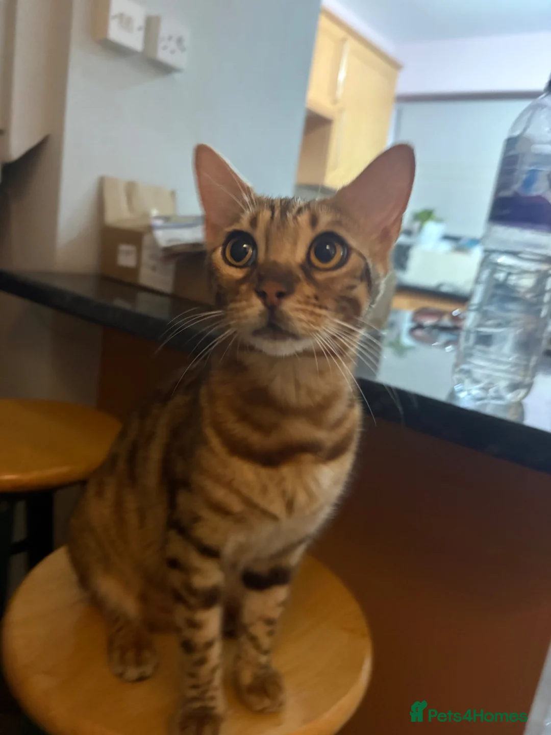 Bengal cats for sale: 🐾Stunning Bengal Kittens ready for Loving Homes🐾 - Advert 2