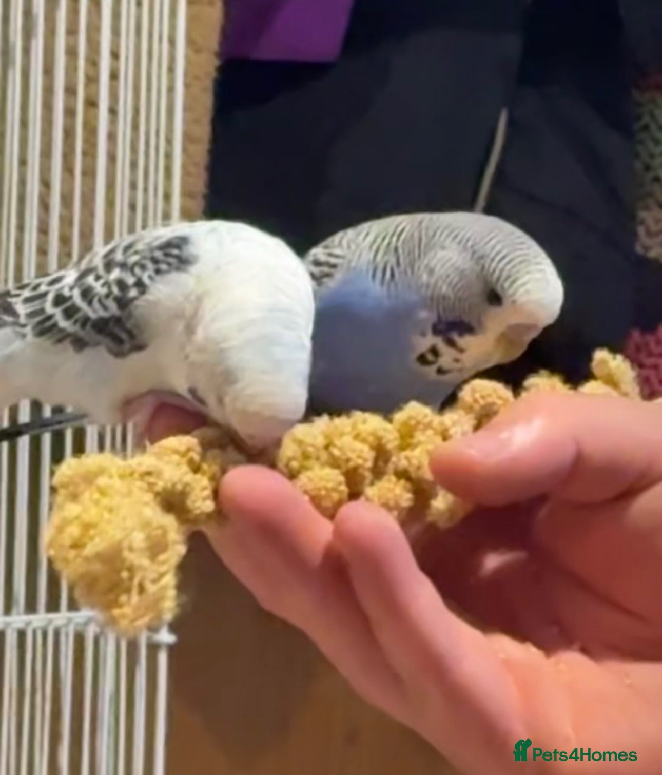 Budgerigars birds Two friendly budgies for sale, big cage included - Advert 2