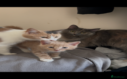 British Longhair cats for sale: Pretty Kittens  - Image 5