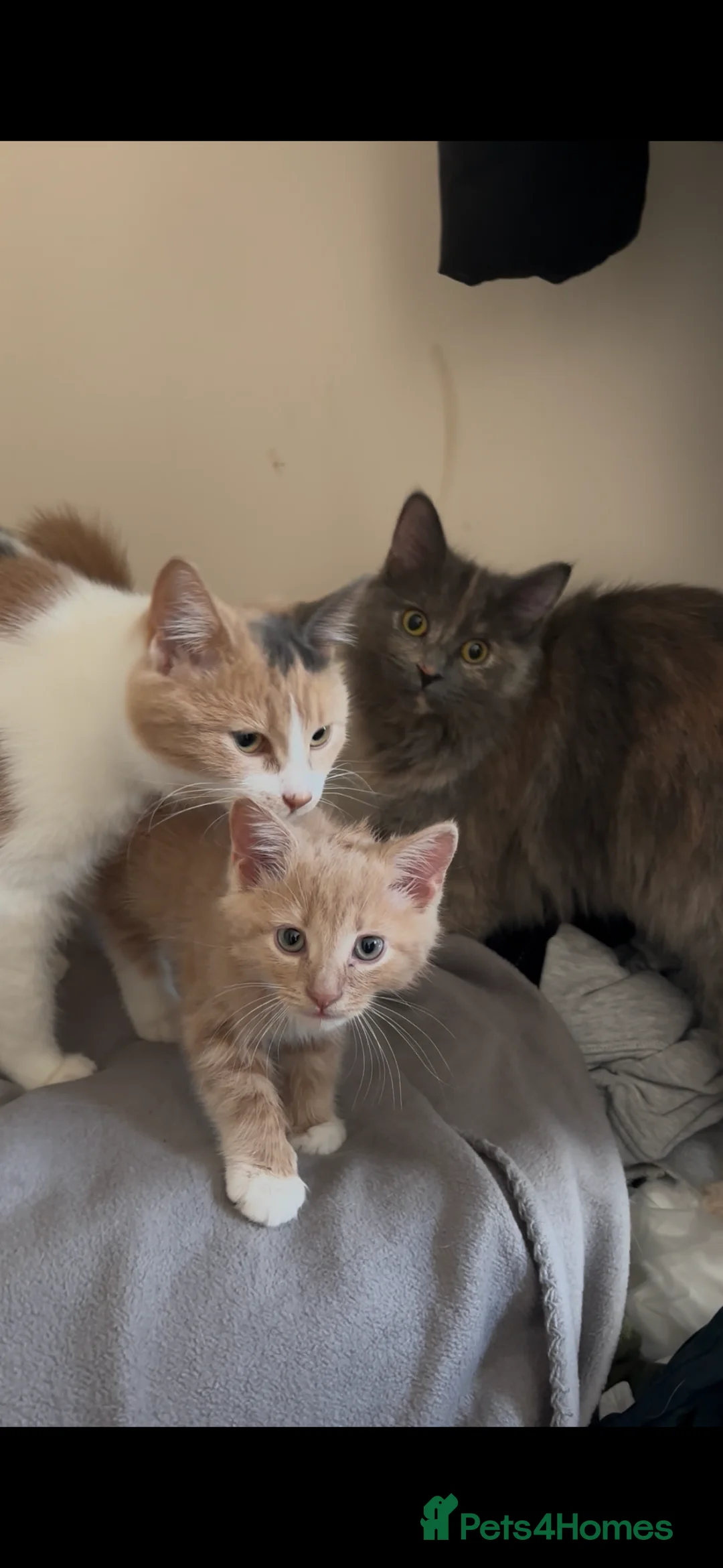 British Longhair cats for sale: Pretty Kittens  - Advert 5