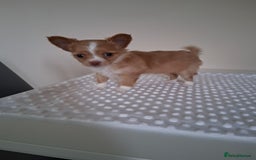 Chihuahua dogs for sale: Fawn/white Parti female longhaired Chihuhua  - Image 4