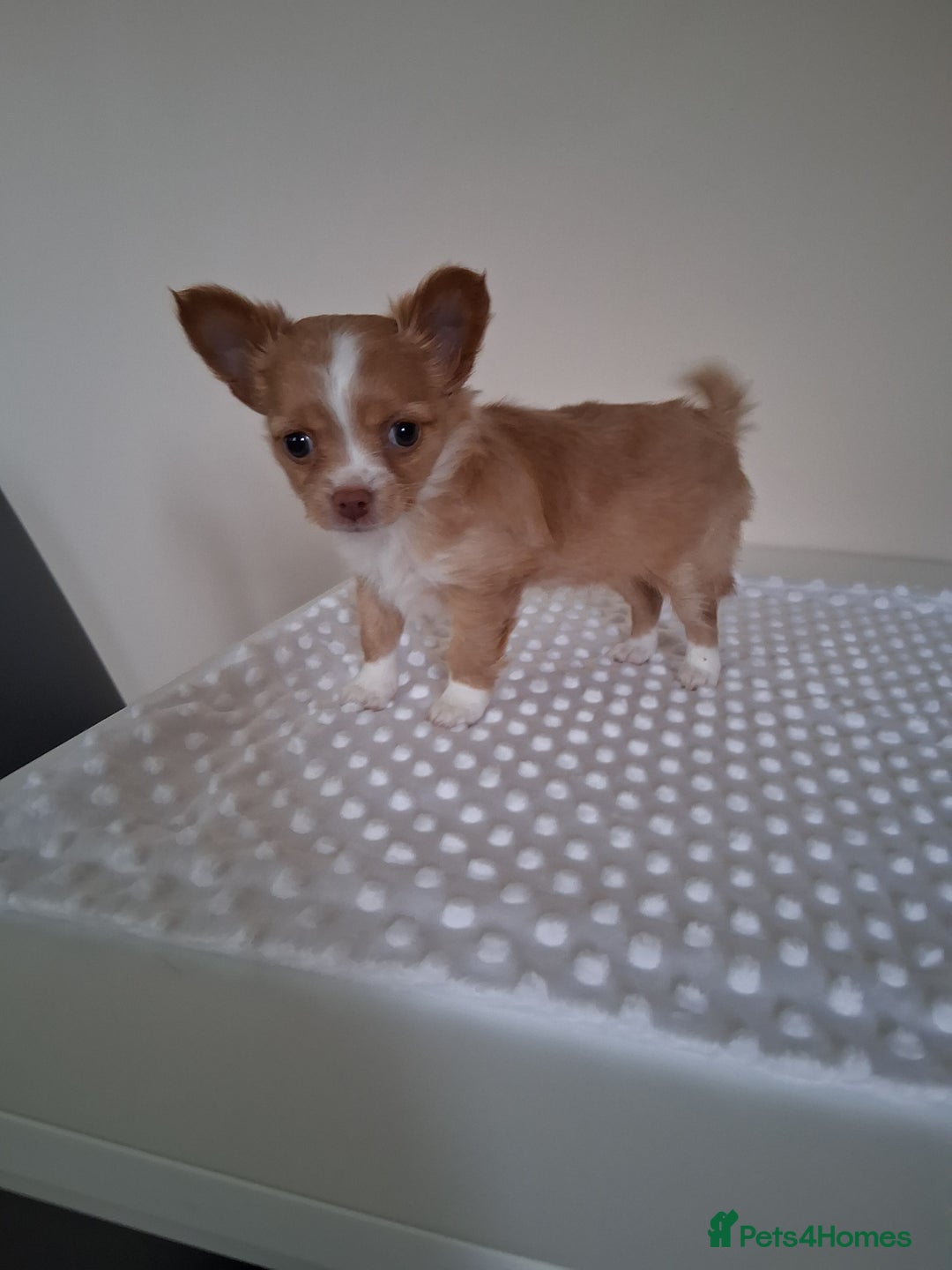 Chihuahua dogs for sale: Fawn/white Parti female longhaired Chihuhua  - Image 4