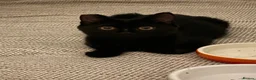 Mixed Breed cats for sale: Kitten 1 & Kitten 2 in Wallingford - Advert 19