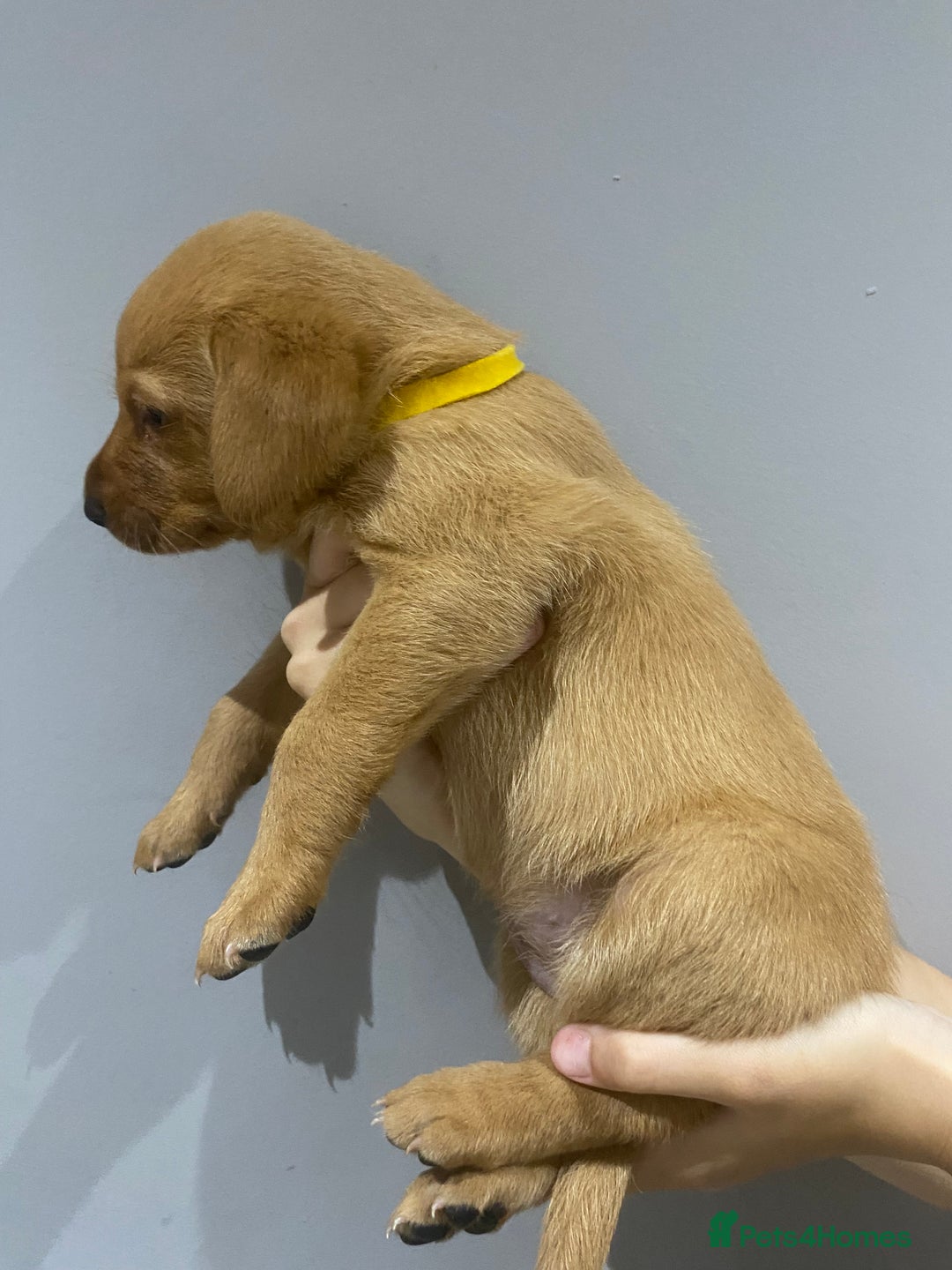 Labrador Retriever dogs for sale: KC Fox Red Labradors  - Image 10