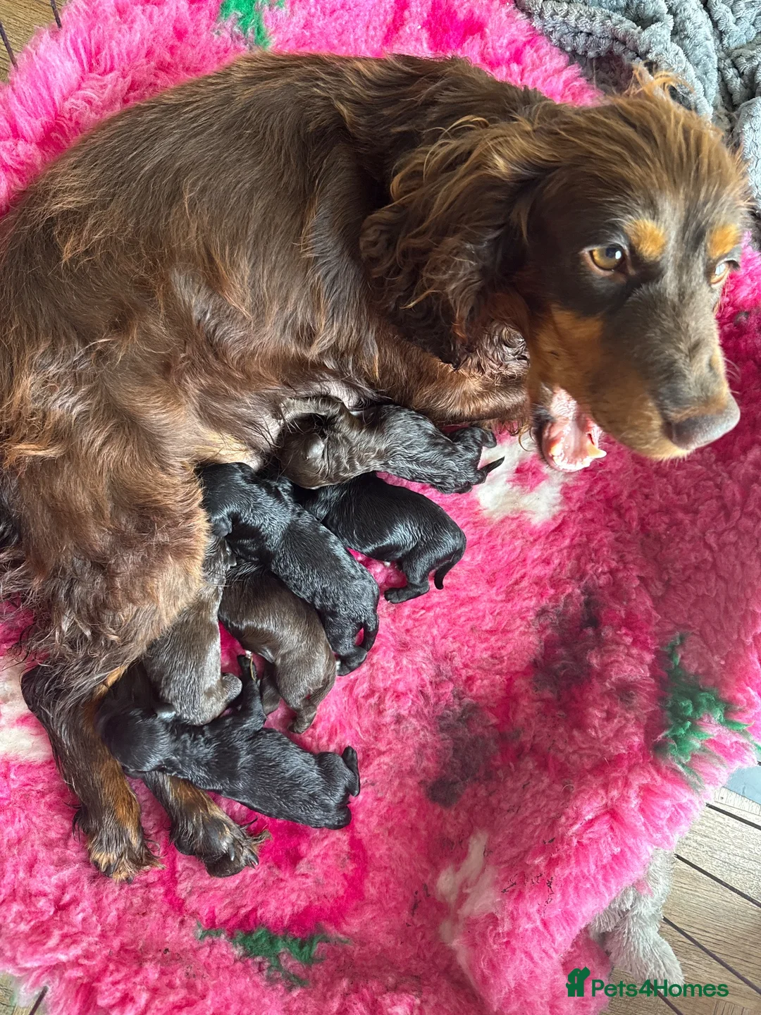 Cockapoo dogs for sale: ⭐️Beautiful F1 Cockapoo Puppies⭐️ - Advert 7