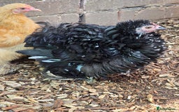 Chickens poultry for sale: Pekin Bantam pullets POL - Image 1