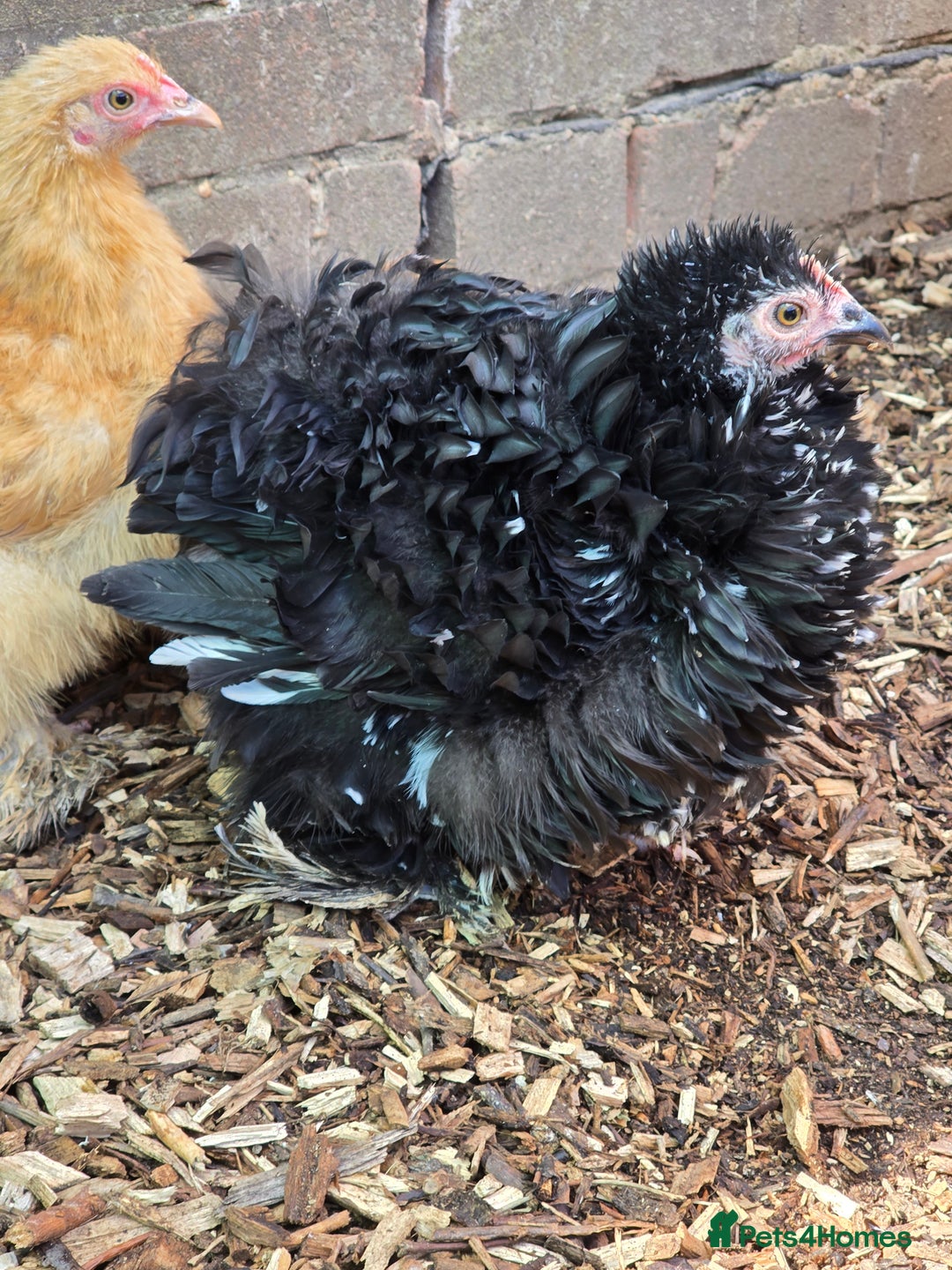 Chickens poultry for sale: Pekin Bantam pullets POL - Image 1