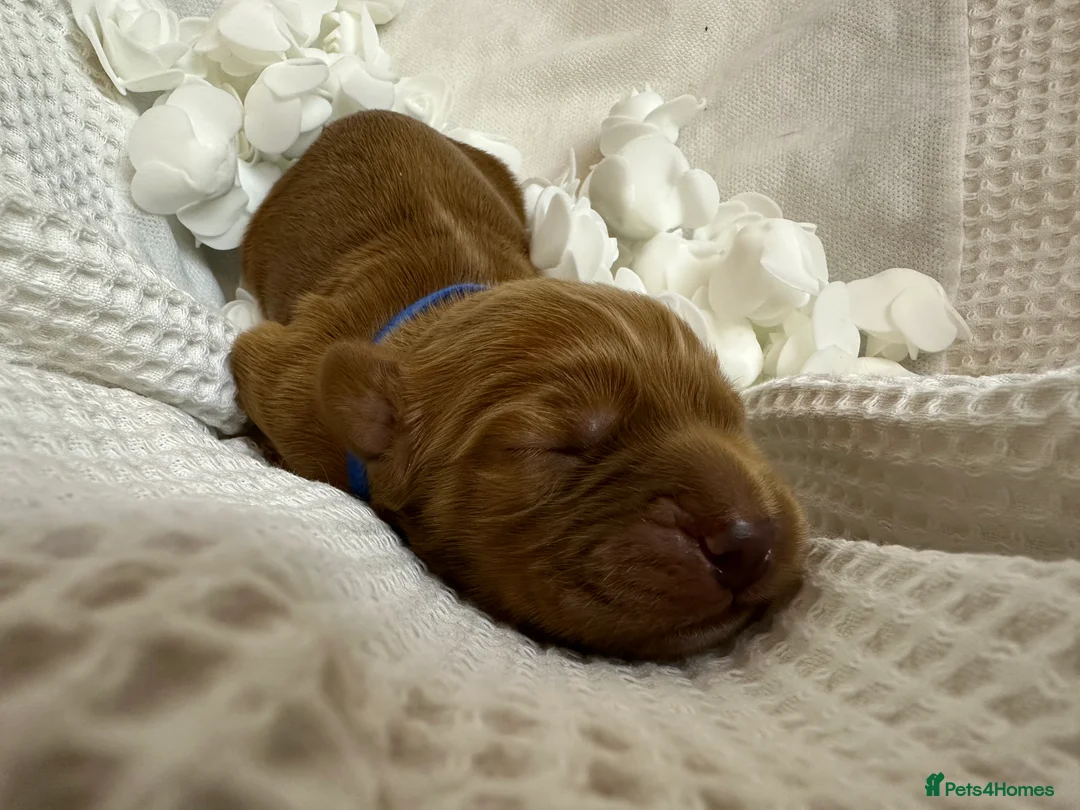 Cocker Spaniel dogs for sale: Stunning Cocker Spaniel puppies - Advert 6