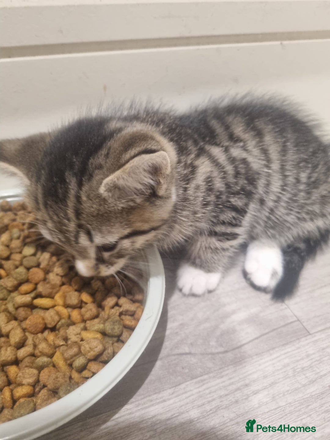 British Shorthair cats for sale: Kittens for sale - Advert 8