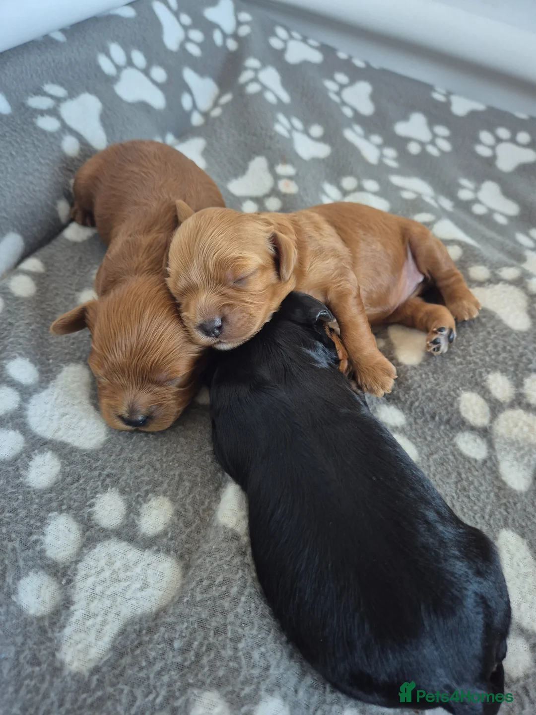 Cavapoo dogs for sale: Cavapoo puppies for sale in Nantwich - Advert 11