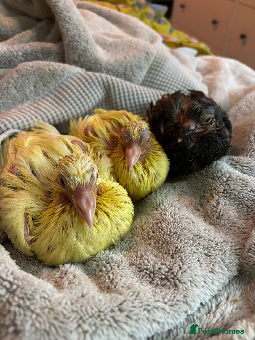 Doves birds for sale: Hand reared white doves  - Advert 2