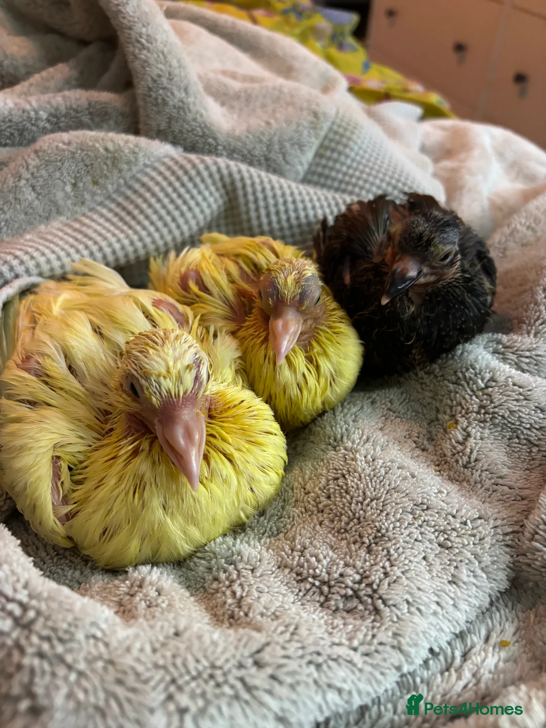 Doves birds for sale: Hand reared white doves  - Advert 2