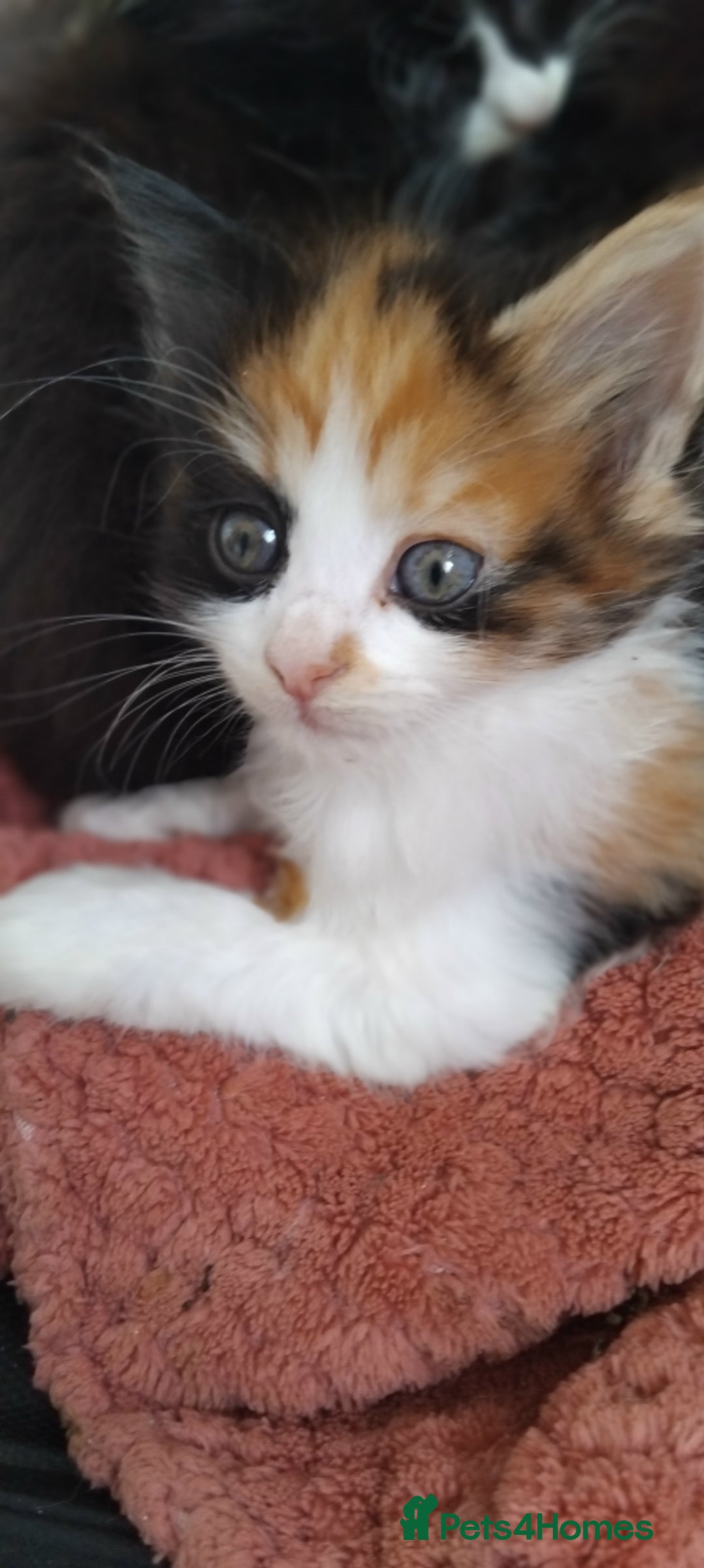 Mixed Breed cats for sale: Fluffy kittens for sale  - Image 1