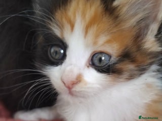 Mixed Breed cats - Advert 10