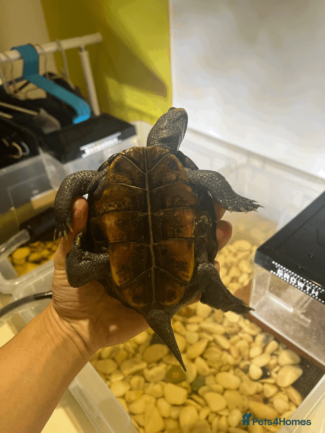 Turtle reptiles for sale: Diamondback Terrapin Turtle - Image 9