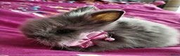 Lionhead rabbits for sale: Pure Breed Double Mained Lionhead - Advert 7