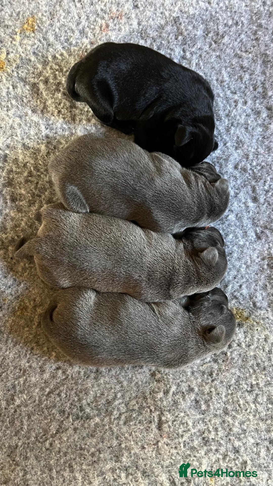 Staffordshire Bull Terrier dogs for sale: High Quality Blue & Black Staffy Puppies - Image 9