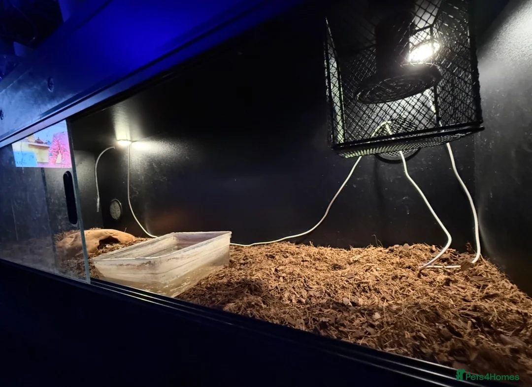 Boa Snake reptiles for sale: Boa And vivarium  - Advert 4