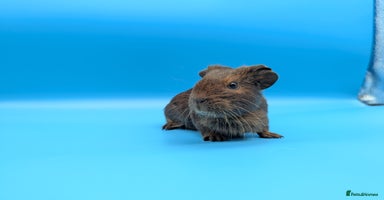 Guinea Pig rodents - Advert 8