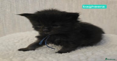Maine Coon cats - Advert 1