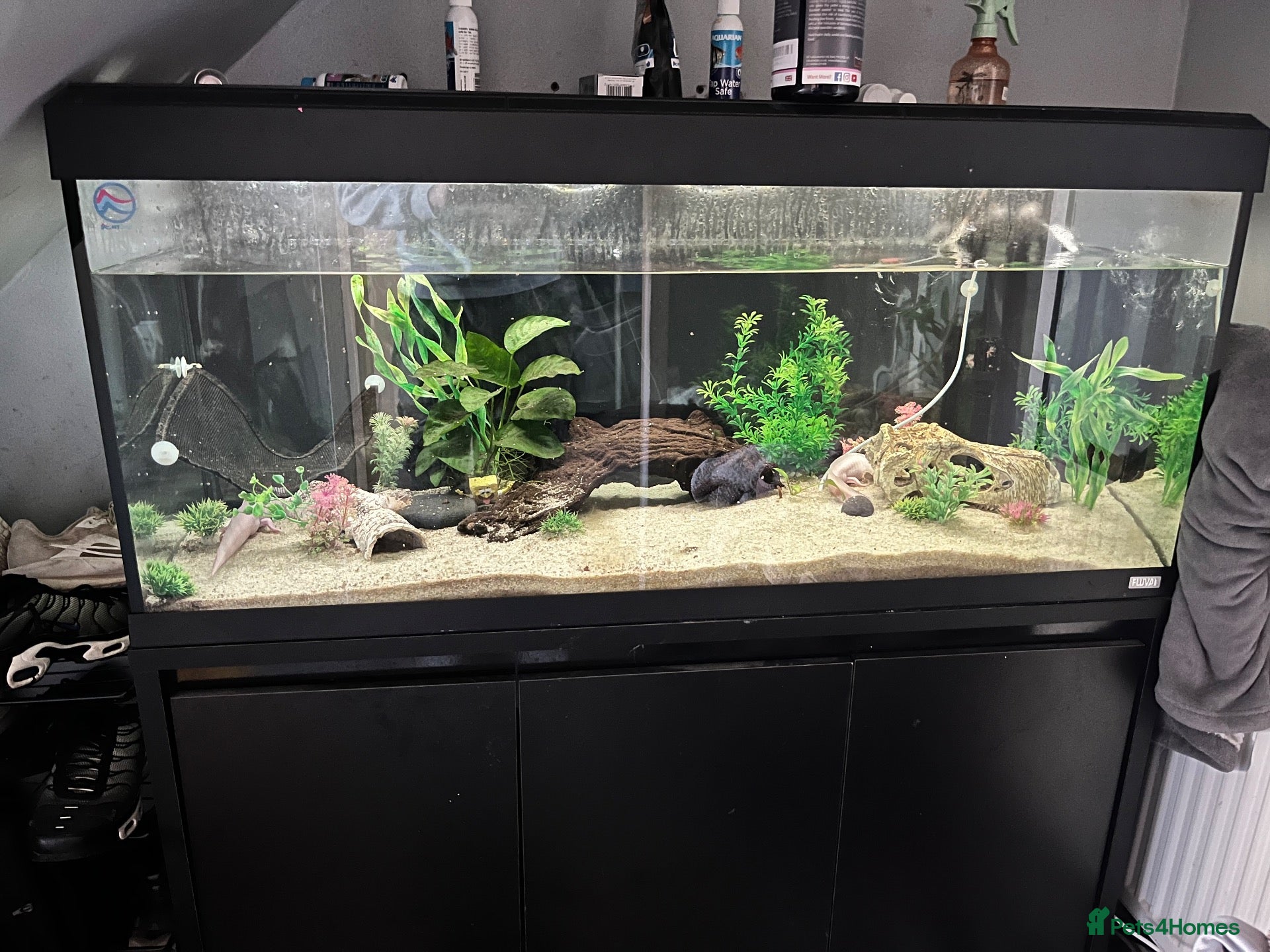 Axolotl reptiles for sale: 2 axolotls plus full tank setup - Advert 2