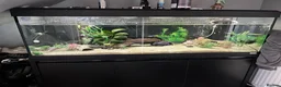 Axolotl reptiles for sale: 2 axolotls plus full tank setup in Dunbar - Advert 1