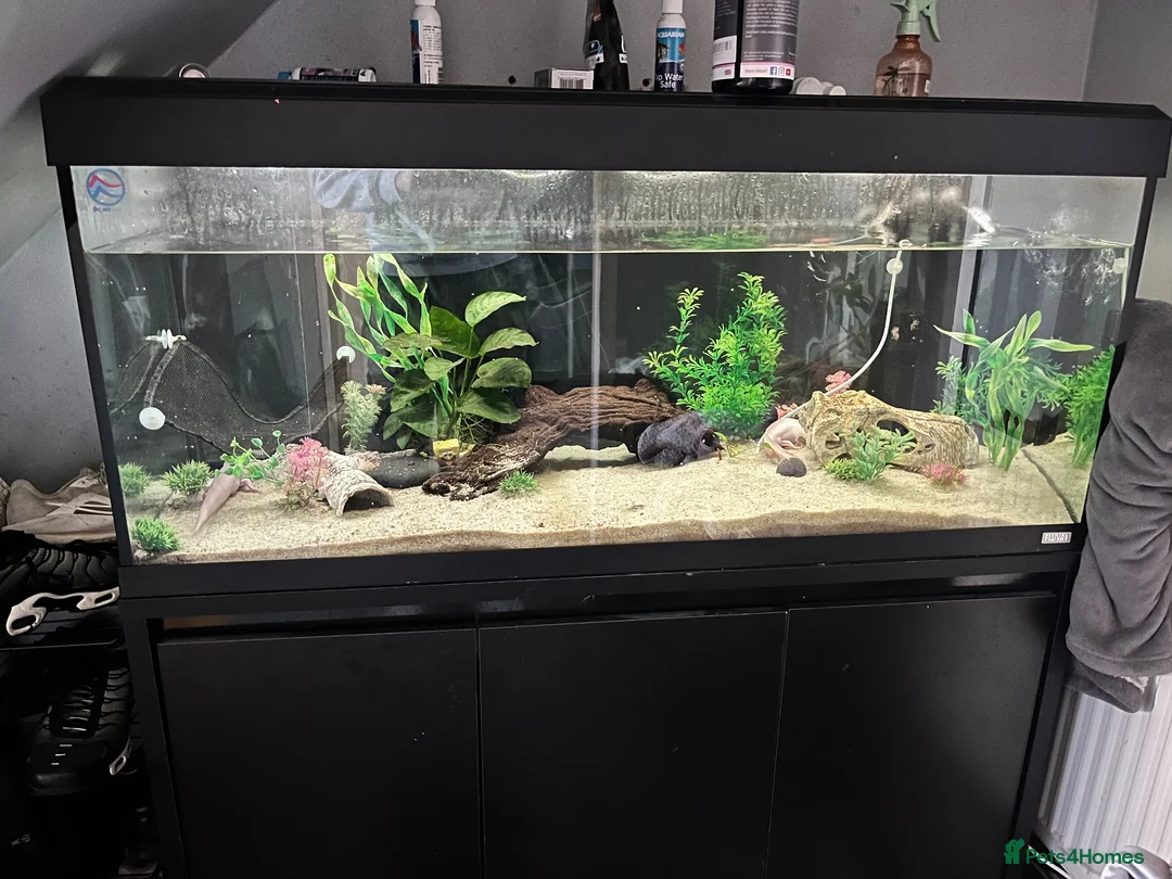 Axolotl reptiles for sale: 2 axolotls plus full tank setup in Dunbar - Advert 1
